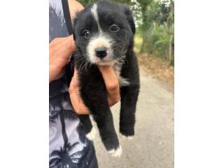 Moka cucciola