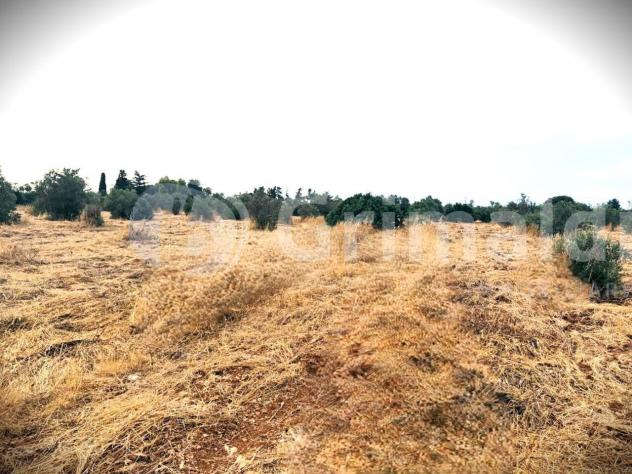 Uliveto in vendita a Gallipoli - Foto 8