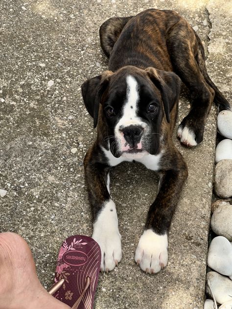 Boxer maschietto con Pedigree ENCI - Foto 4