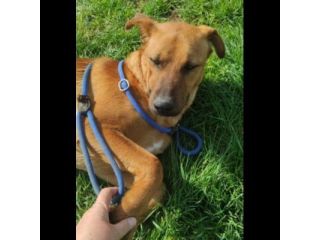 MATTIA DOLCE E GIOVIALE CAGNOLINO IN ADOZIONE