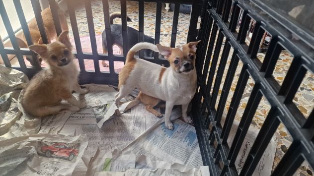 Chihuahua pelo corto crema - Foto 8