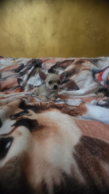Chihuahua piccoli