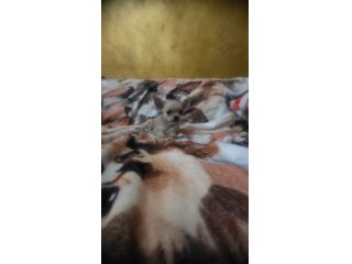 Chihuahua piccoli