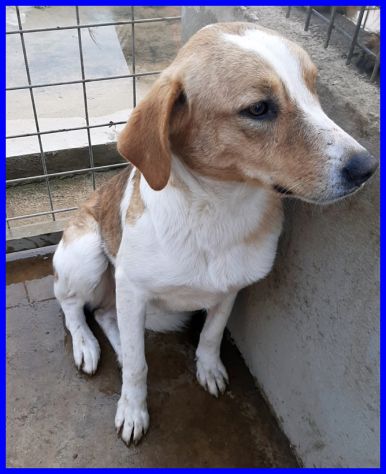 ROSE sui 7anni dolce triste patatina - Foto 4
