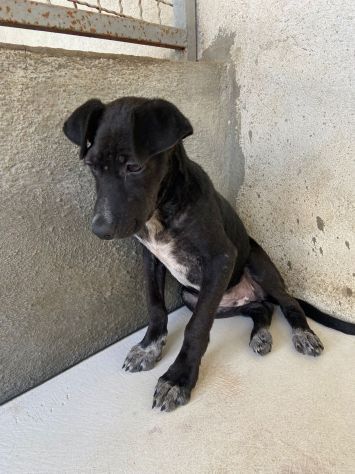 GILDA, OCCHIONI CHE IMPLORANO CUCCIOLA IN ADOZIONE - Foto 5