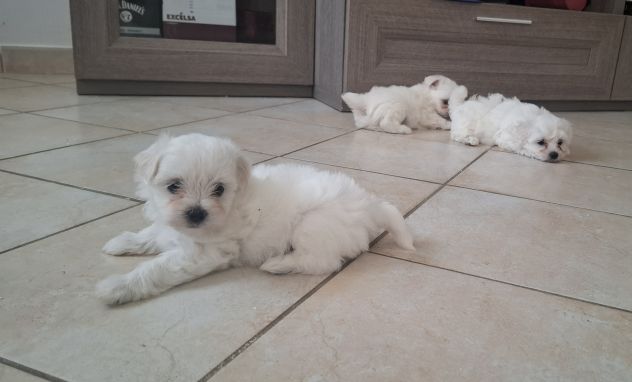 Cuccioli maltese - Foto 4