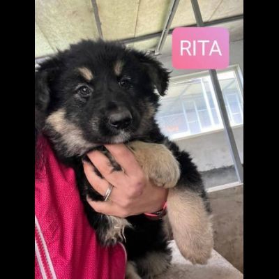 CUCCIOLI IN ADOZIONE - Foto 4