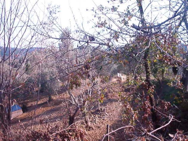 AZIENDA AGRICOLA IN BORGIA (CZ) HA 8 C. VENDESI - Foto 3