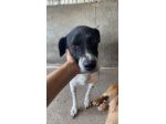 POINT COCCOLONE, DELICATO,  POINTER, CANE IN ADOZIONE