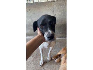 POINT COCCOLONE, DELICATO,  POINTER, CANE IN ADOZIONE
