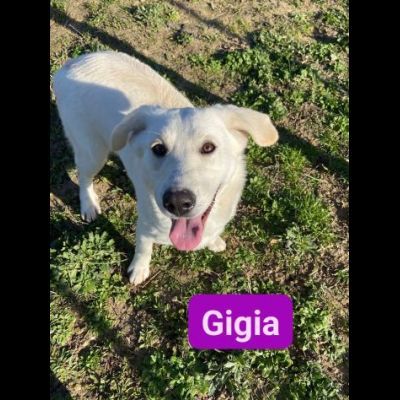 GIORGIA e GIGIA adorabili cucciole in adozione - Foto 6