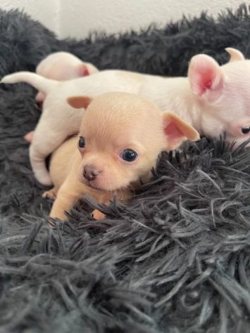 Cuccioli di chihuahua - Foto 4
