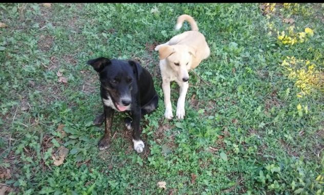 Due cagnoline dolci e affettuose mix labrador - Foto 2