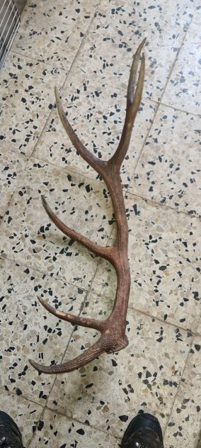 Palchi di cervo trofeo corna