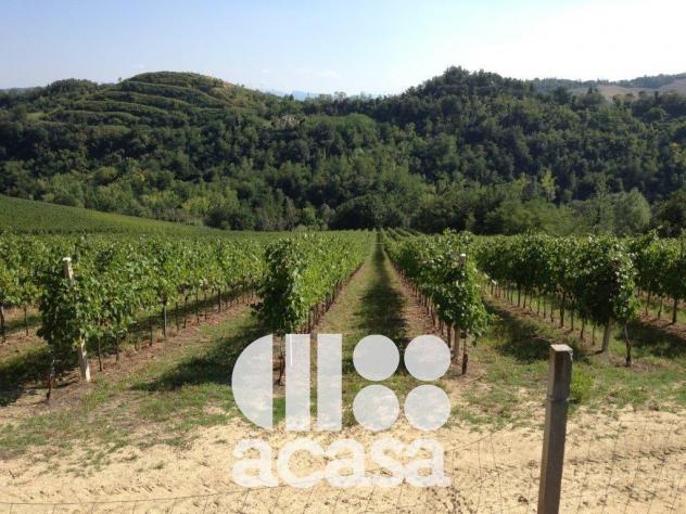 AZIENDA AGRICOLA SAN CARLO - Foto 7
