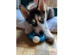 Cuccioli di Siberian Husky