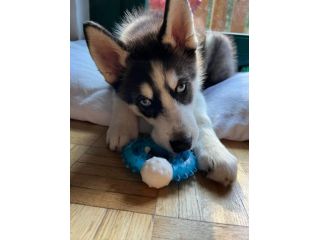 Cuccioli di Siberian Husky