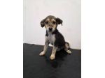 Otis cucciolo taglia medio piccola