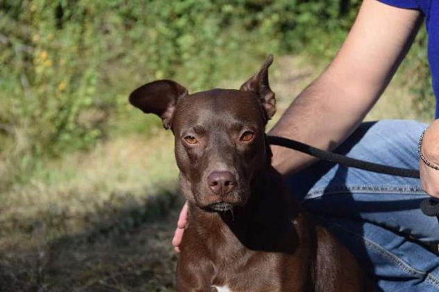 10anni 15kg marrone focata occhi ambra non chiamerà nessuno x lei! Frosinone - Foto 3