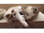 Gatte razza Ragdoll in Rehoming