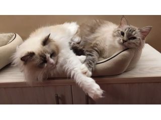 Gatte razza Ragdoll in Rehoming