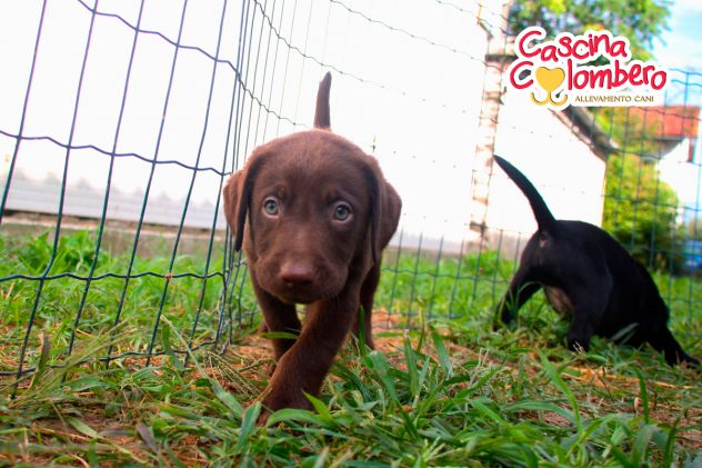 LABRADOR RETRIEVER CUCCIOLI CIOCCOLATO - Foto 4