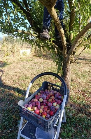 TERRENO ULIVETO E FRUTTETO CON POZZO - Foto 5