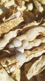 FAGIOLI Biologici BIANCO DELLA REGINA del CILENTO al kg - Foto 2