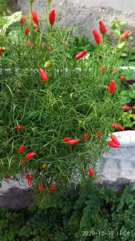 Semi Carolina Reaper, 7 Pot, Habanero, Diavolicchio, ..... - Foto 4