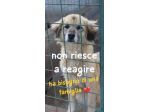 MINNIE 8 ANNI taglia media