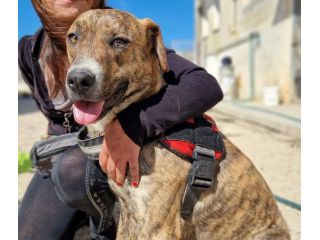 Schenny rimasta da sola in canile senza le sue sorelle