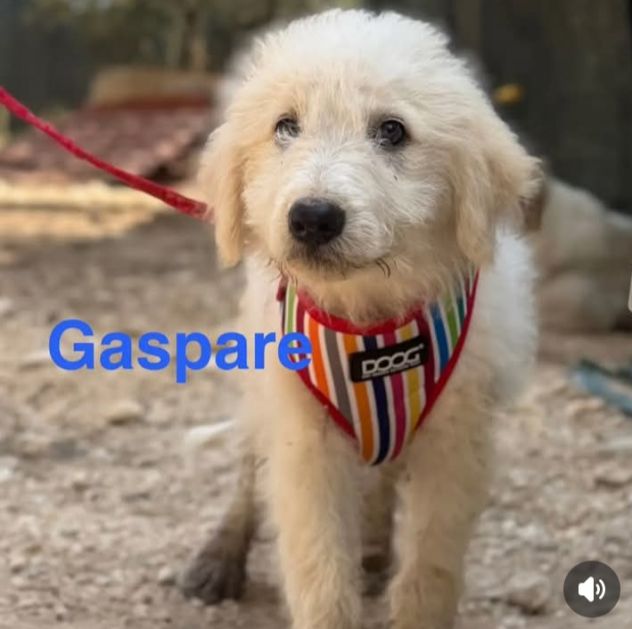 Cuccioli di tre mesi cercano casa - Foto 2