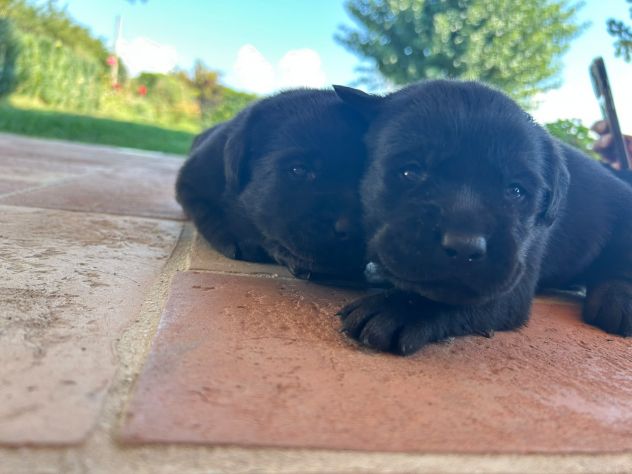 Cuccioli di Labrador Retriever con Pedigree - Foto 3