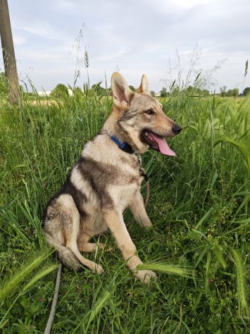 Cucciolo Cane lupo Cecoslovacco