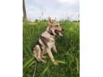 Cucciolo Cane lupo Cecoslovacco