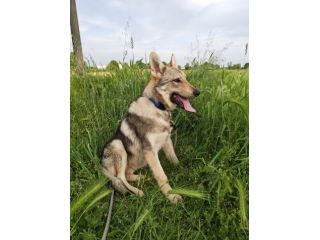 Cucciolo Cane lupo Cecoslovacco