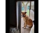 BIANCA CERCA SALVEZZA CANE IN ADOZIONE