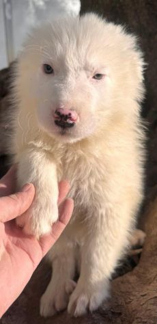 CUCCIOLI MAREMMANO 3 MESI - Foto 2