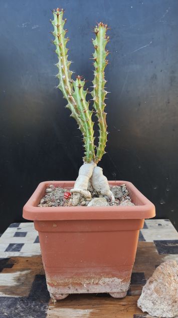 Cactus Caudex Bonsai -  Euphorbia Knutii - RARA! - Foto 6