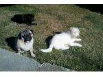 Dog sitter