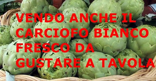 Piante grosse a radice nuda del rinomato carciofo bianco di Pertosa - Foto 7