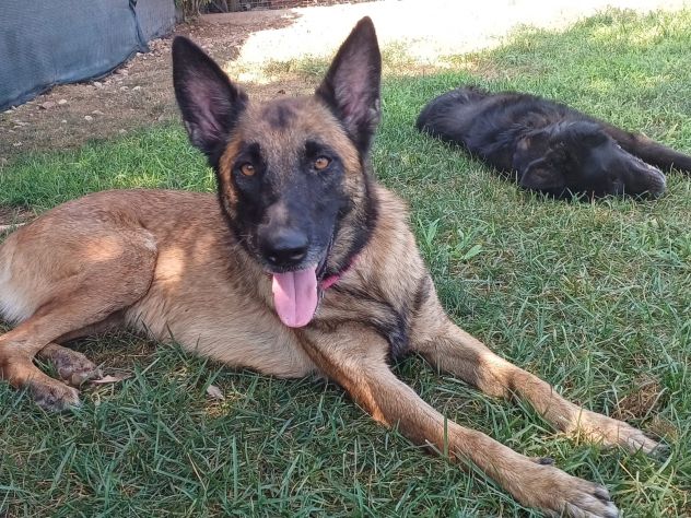 LAIKA, Pastore Belga Malinois, adozione del cuore - Foto 5