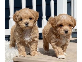 MALTIPOO - MALTIPO CUCCIOLI pag rateale 12 mesi