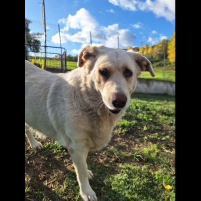MARIA MERAVIGLIOSA e SOCIEVOLE, CANE IN ADOZIONE - Foto 2