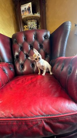 Chihuahua cucciolo - Foto 4