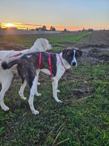 Kira: equilibrata, socievole con cani e gatti - Foto 8