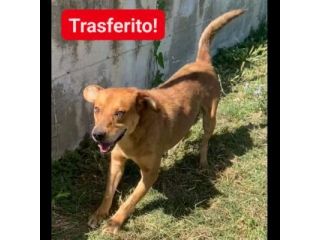 VICTOR TIMIDO E TRANQUILLO, CAGNOLINO IN ADOZIONE