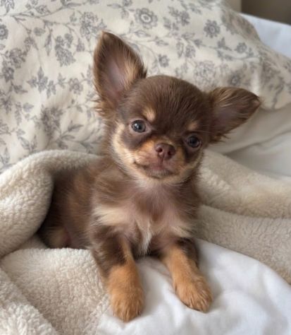 Chihuahua toy cuccioli disponibili - pagamento dilazionato - Foto 2