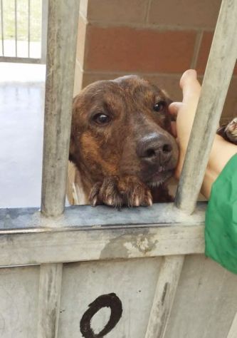 RUDY, CAGNOLINO IN ADOZIONE - Foto 4
