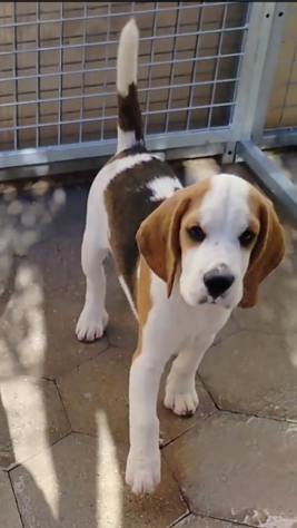 Regalo cuccioli di Beagle taglia piccola - Foto 5